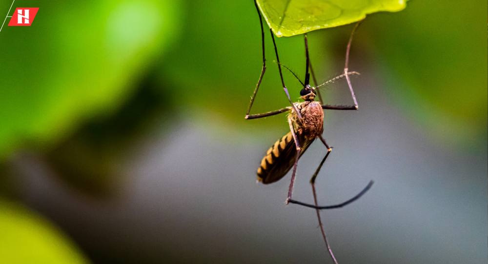 cho-nagapropose-sang-p7040000-nga-budget-para-sa-dengue-sa-iloilo-city